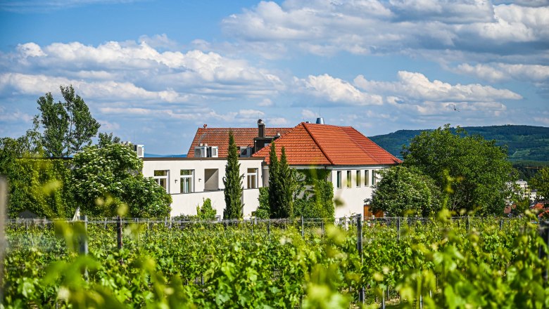 View of vineyards & inn
