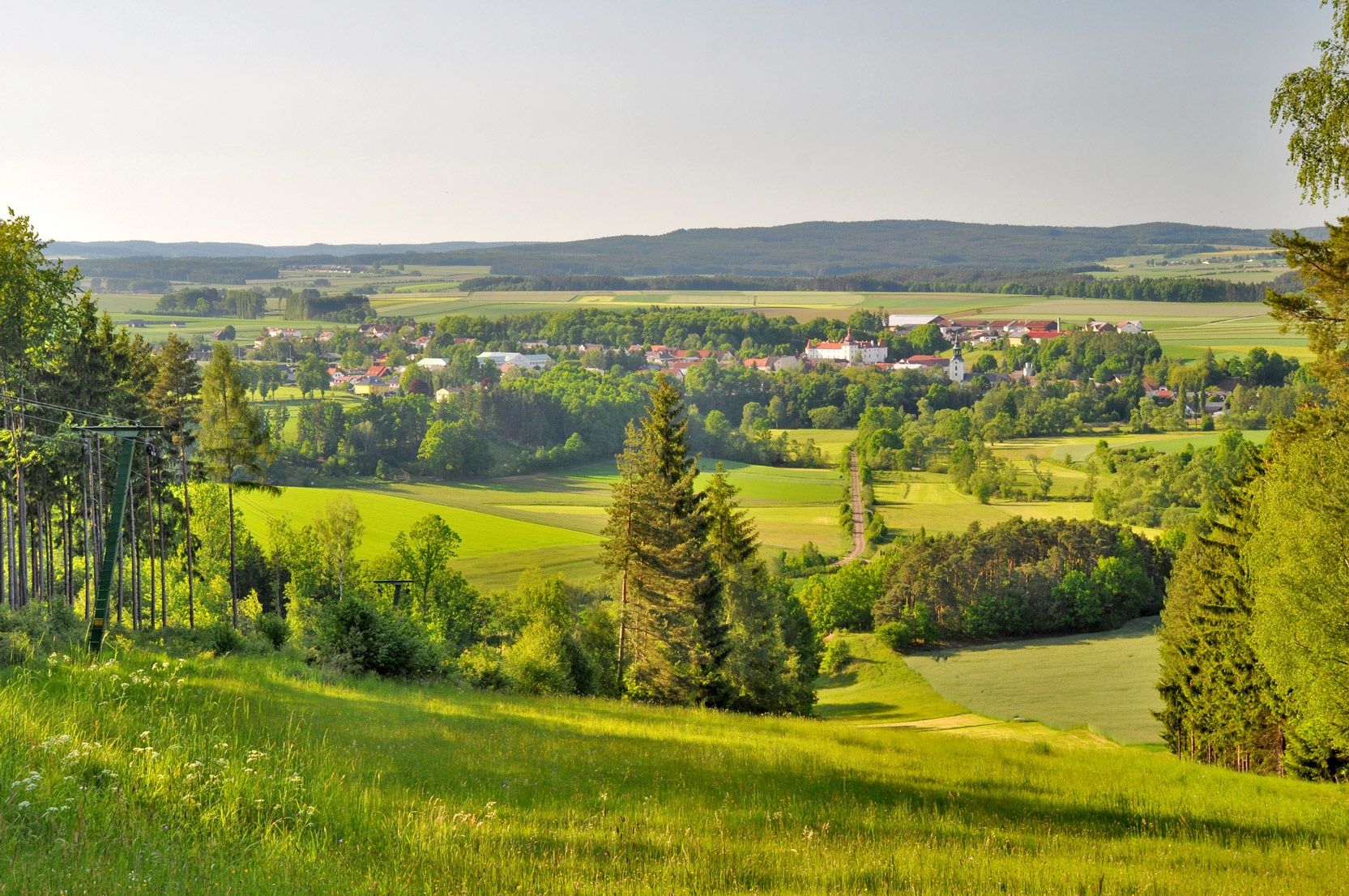 Corn forest view