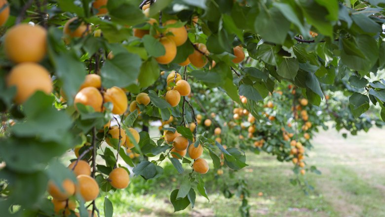 Apricot harvest in the Wachau, © Donau NÖ_Barbara Elser