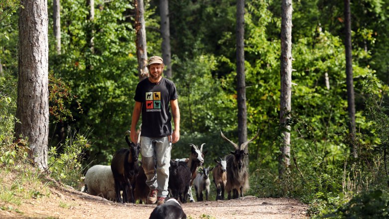 A man leads a herd of goats along a forest path, accompanied by a dog in the foreground.