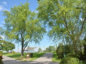 Silber-Ahorn, &copy; Donau Nieder&ouml;sterreich - Kamptal-Wagram-Tullner Donauraum