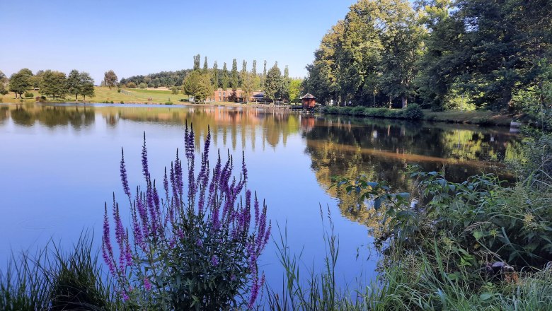 Calm lake with purple flowers in the foreground, trees and buildings in the background.