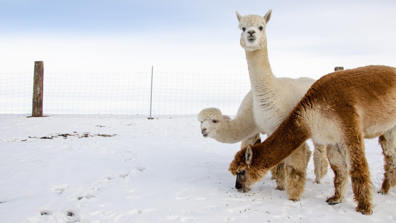 Three alpacas stand in the snow in front of a fence.