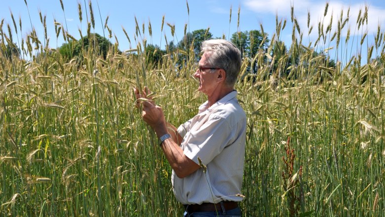 A man stands in a cornfield and examines the plants under a blue sky.