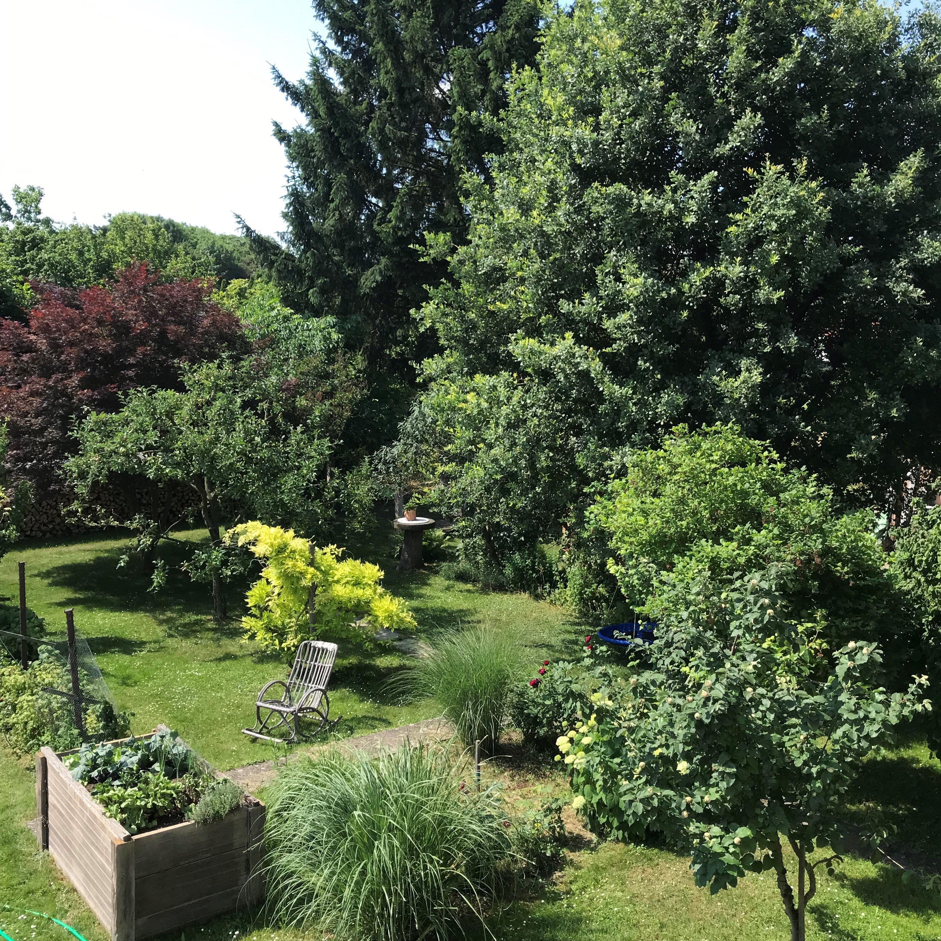 A green garden with trees, shrubs, a raised bed and a wooden chair.