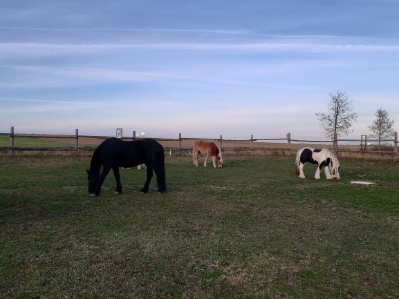 Horse hike, © Sabine Strasser