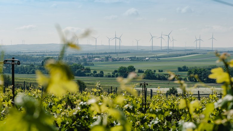 Vineyards in the foreground, wind turbines in the background on a hilly landscape.