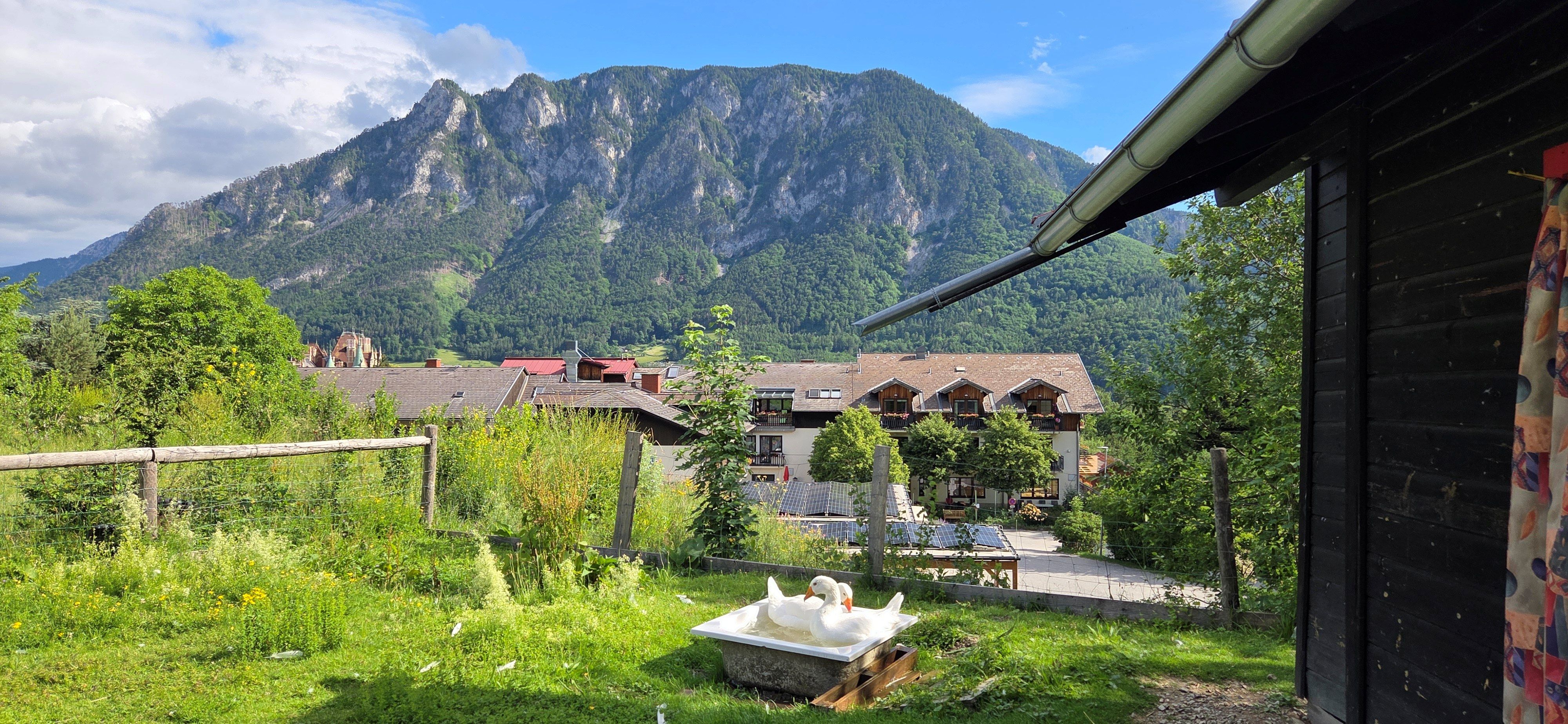 A goose is bathing in a tub in a meadow with mountains in the background.