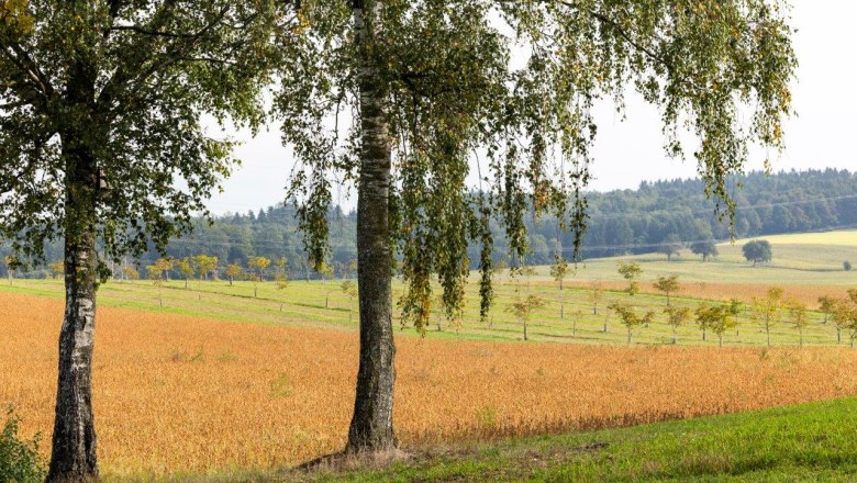 NUSSLAND, the nutcrackers that refine, &copy; Theo Kust