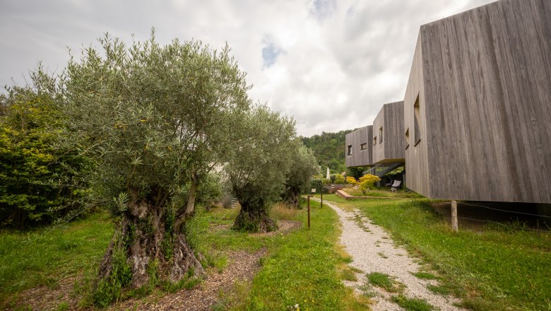 Modern buildings next to olive trees in a green landscape.