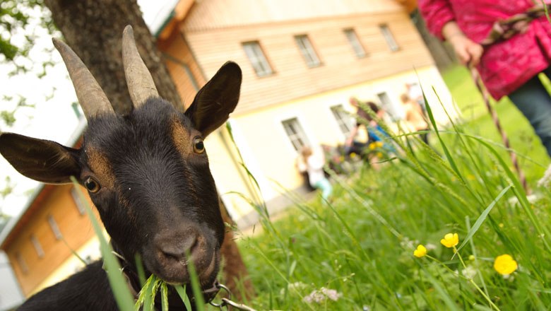 You can also take the goats for walkies!, © Dominik Stixenberger