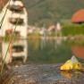 Pears on a stone at the edge of a pond with a blurred background.