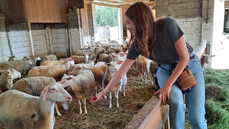 Stable tour, Raser sheep cheese farm, Pachfurth, © Donau Niederösterreich, Neubauer