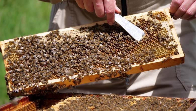 Bees, &copy; Familie Waismayer