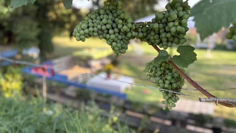 Natural garden vacation in Steffi's vacation apartments, &copy; Stefanie Kratzer