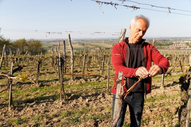 A man cuts vines in a vineyard.