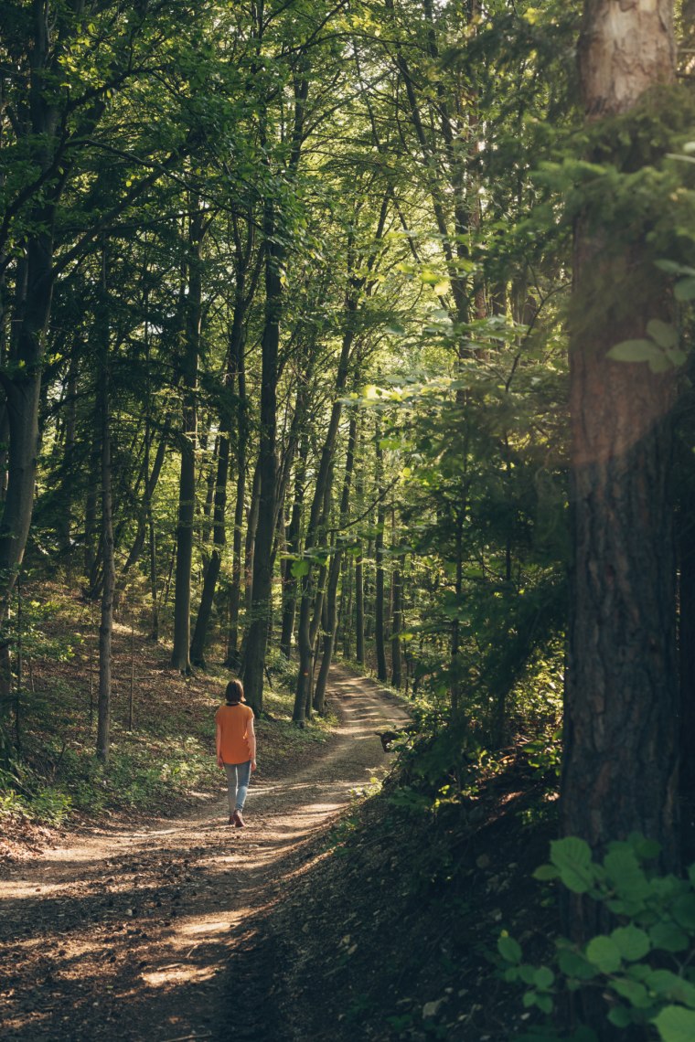 ...walking on quiet forest paths, © Niederösterreich Werbung/ Ian Ehm