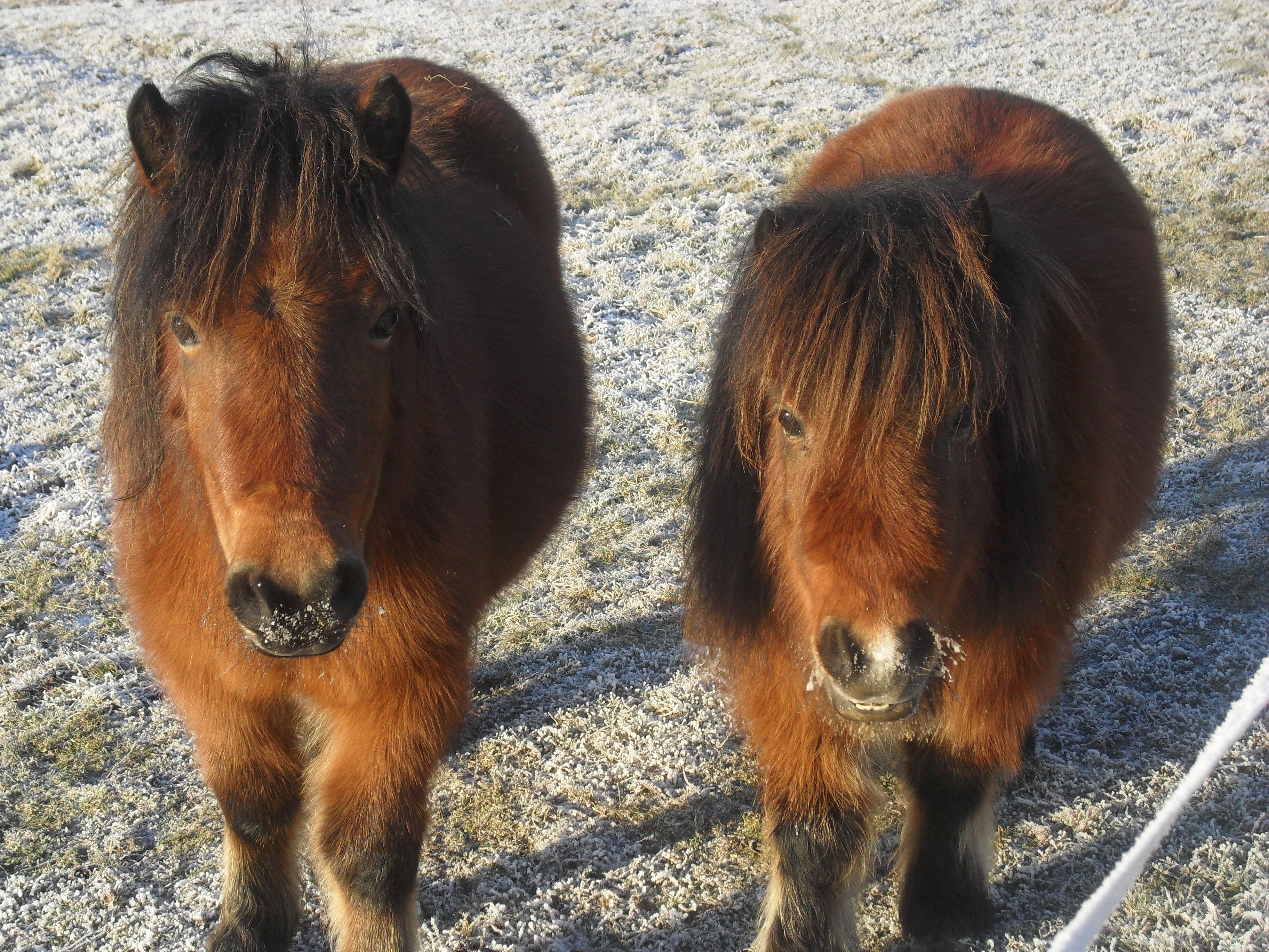 Two ponies stand on a frosty meadow and look into the camera.