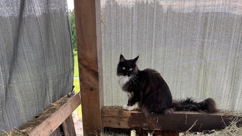 A black and white cat sits on a wooden board in a hay shed.
