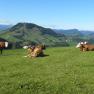 The cows also enjoy the beautiful hilly landscape, &copy; Urlaub am Bauernhof &ndash; Fam. Schweighuber