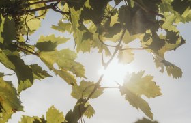 Vine leaves in the sunlight with a blue sky in the background.