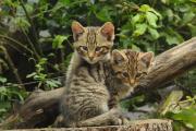 Wild cats Diego and Carla, © Nationalpark Thayatal