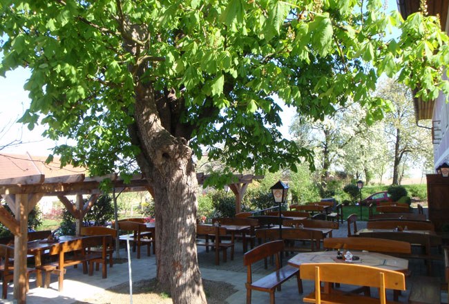 A guest garden with wooden benches and tables under a large tree.