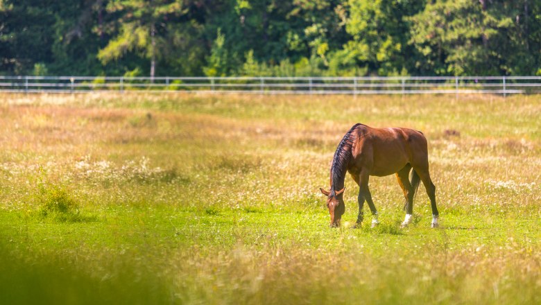 A brown horse grazes on a green meadow in front of a forest.