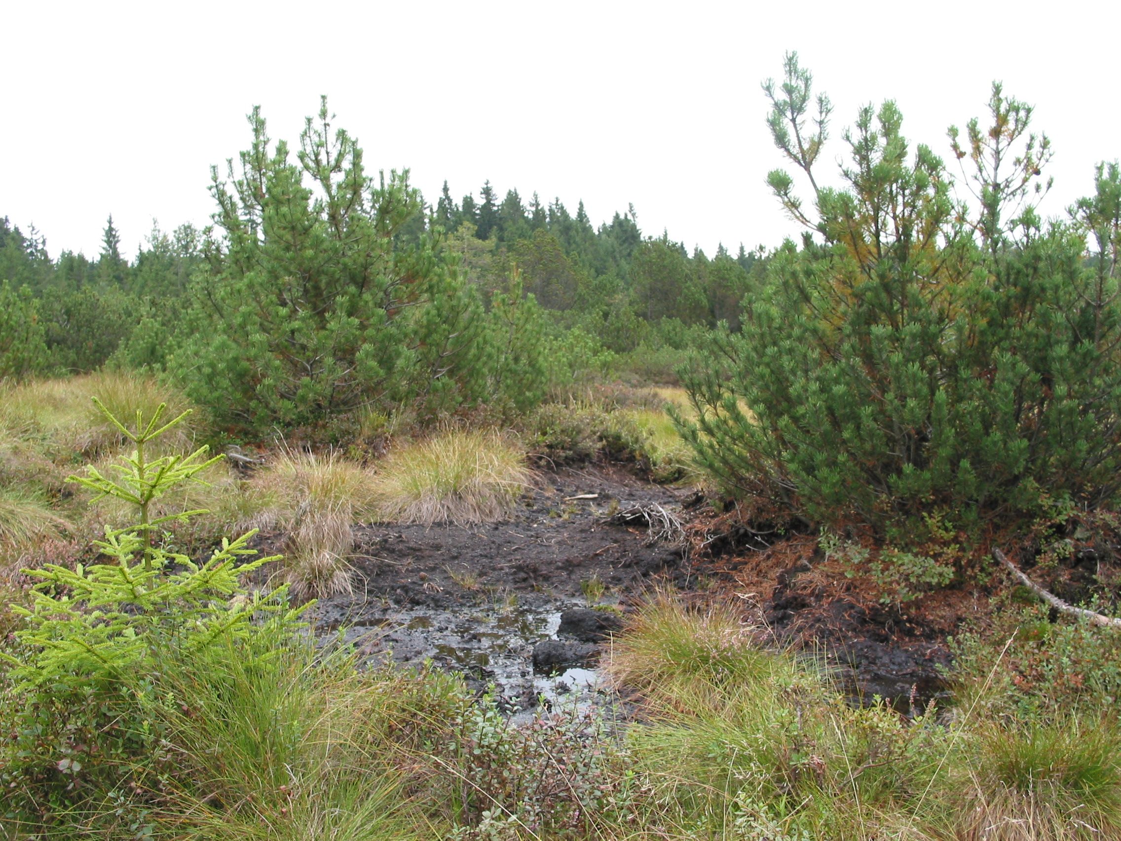 Marshy landscape with pine trees and grass.