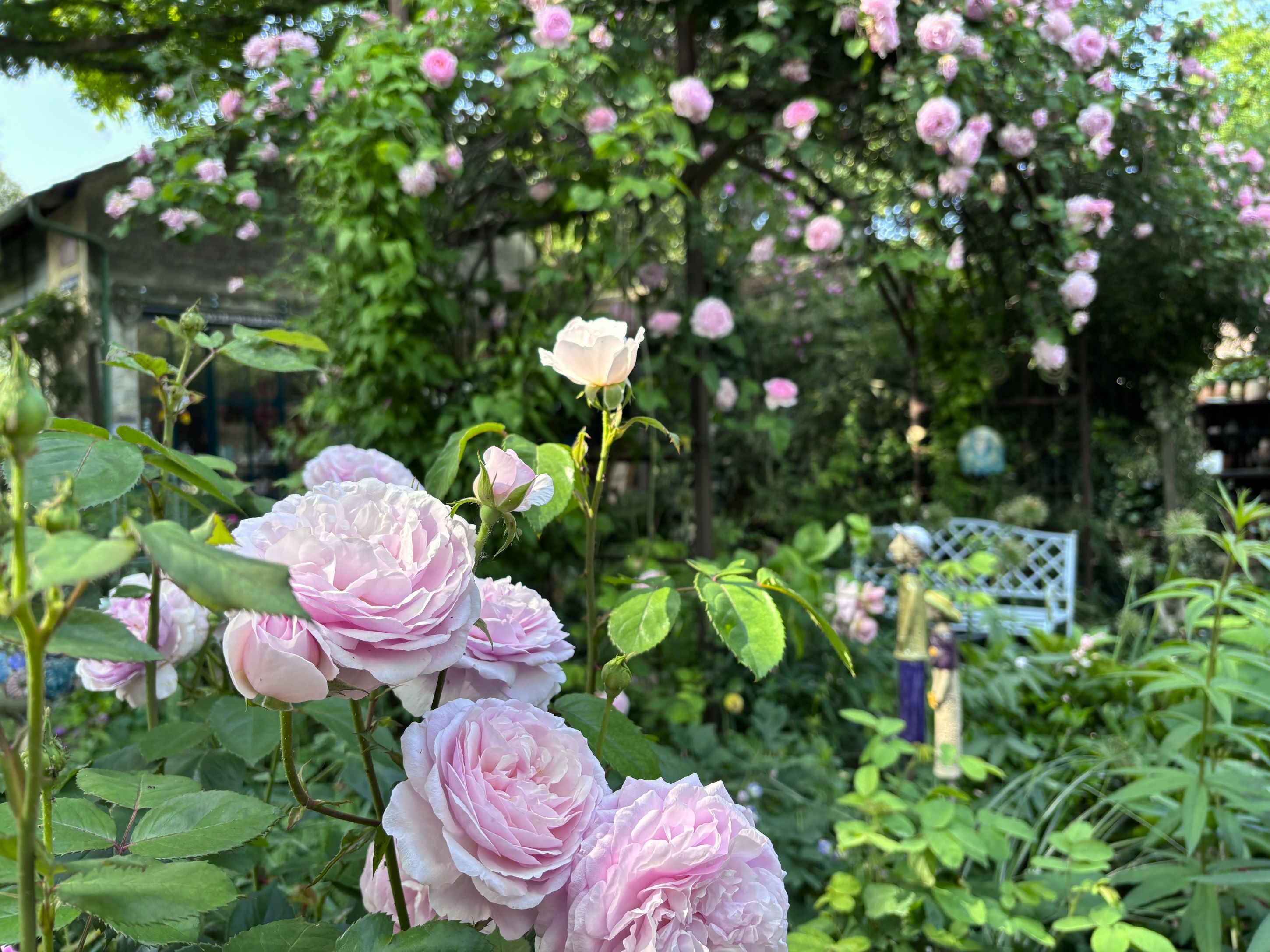 A blooming cottage garden with pink roses and a white garden bench in the background.