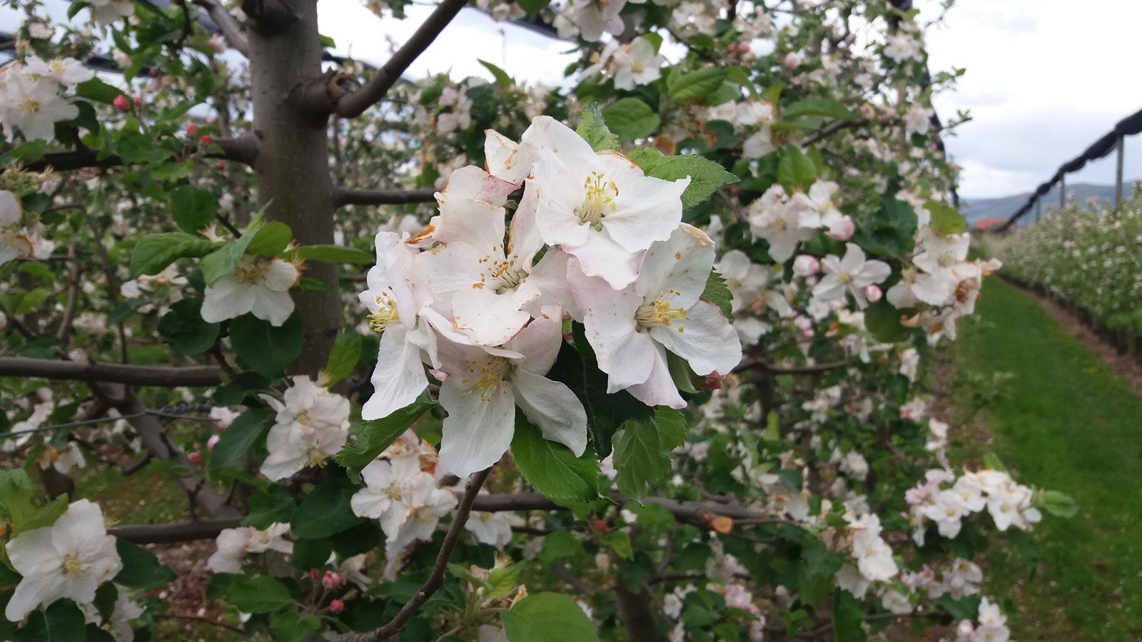 Close-up of apple blossoms on a tree in an orchard.