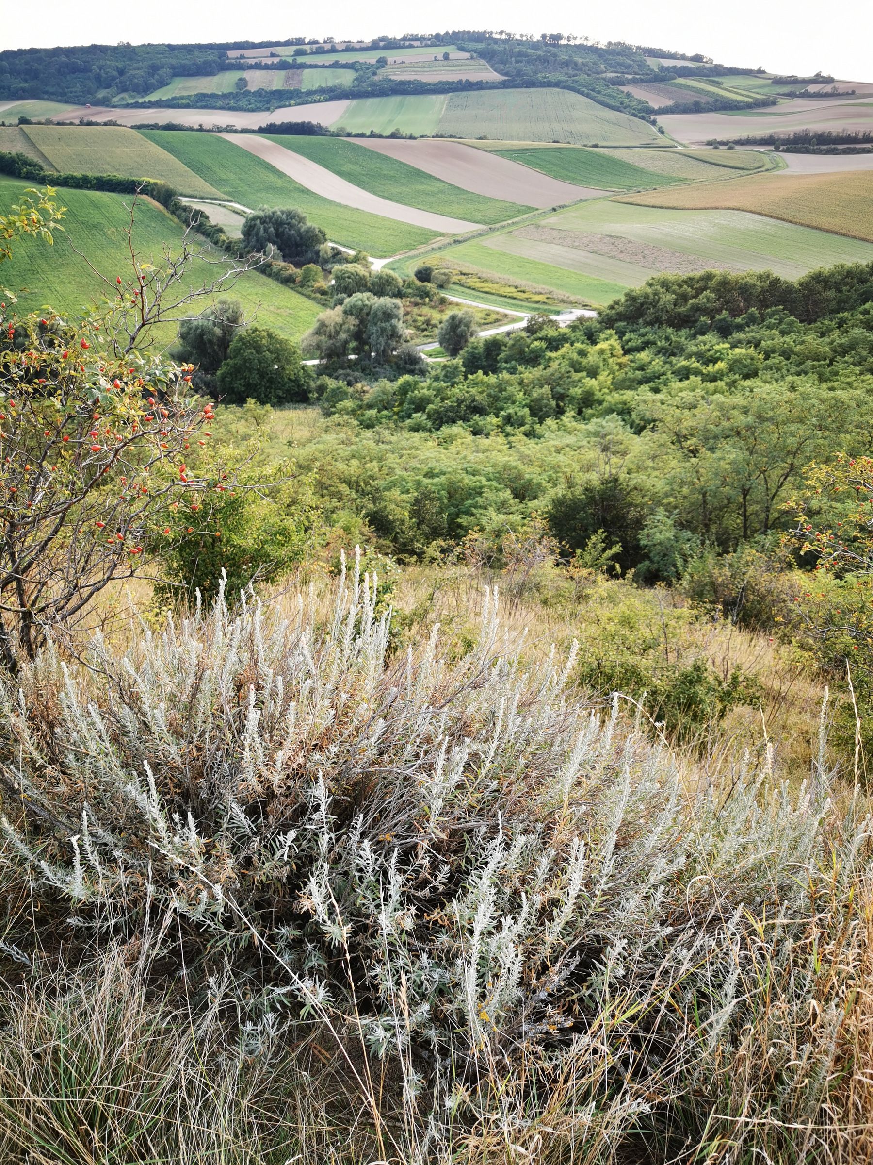 Landscape with hills, fields and bushes in the foreground.