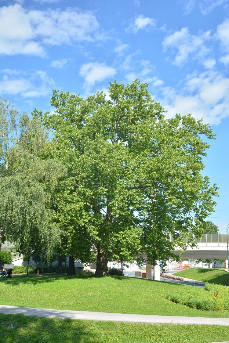 Large tree with green leaves in a park under a blue sky.