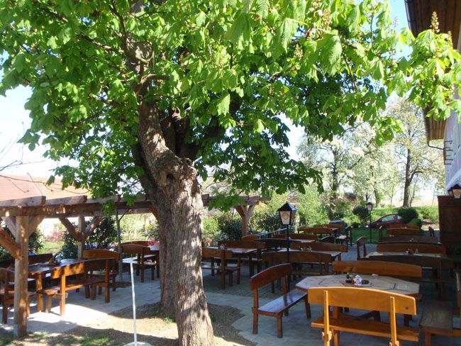 A guest garden with wooden benches and tables under a large tree.