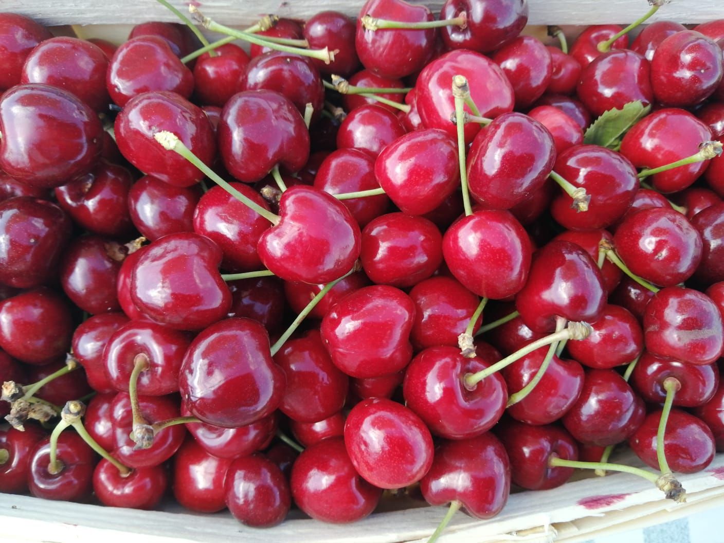 A basket full of red cherries with green stems. Cherry orchard Bruck/Leitha