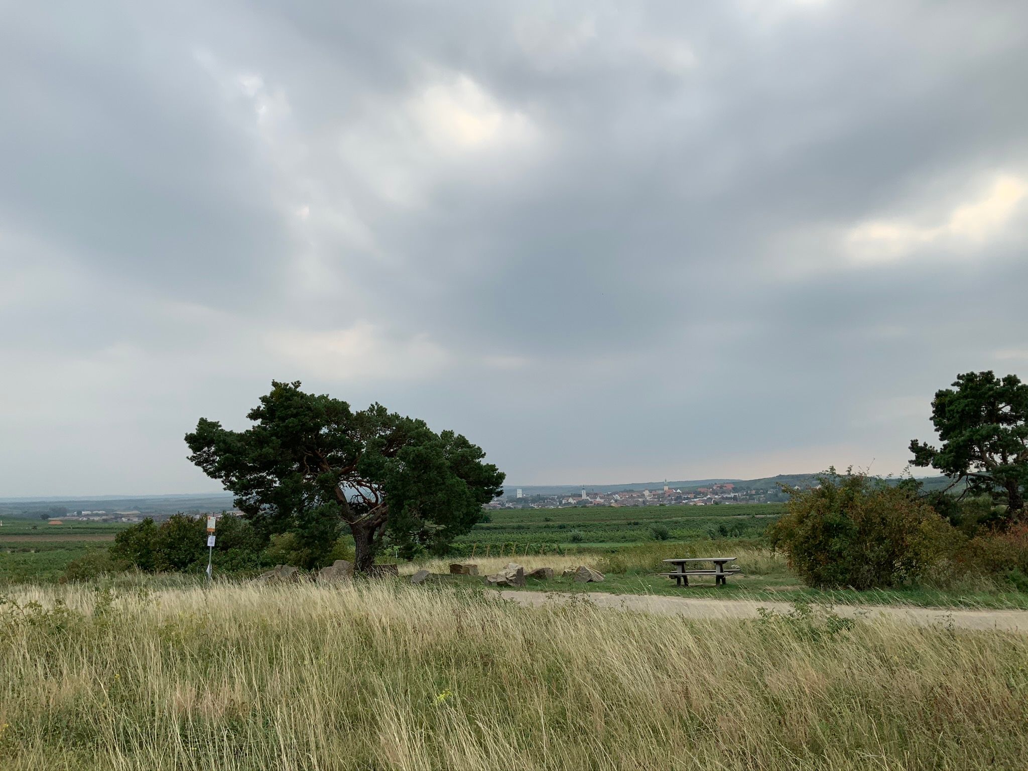 Landscape with tree, meadow and picnic table under a cloudy sky.