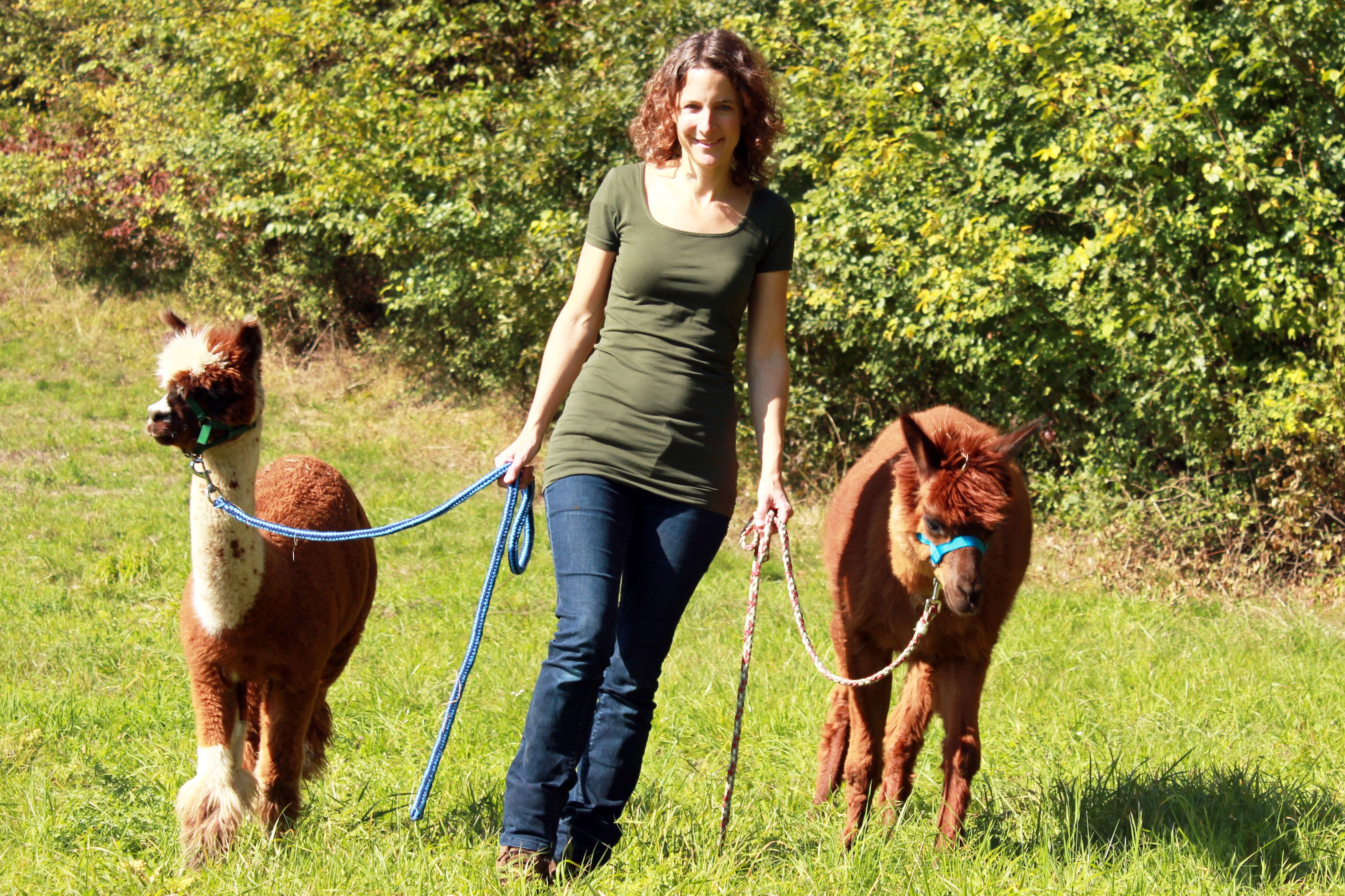 Woman leading two alpacas on leashes in a meadow.