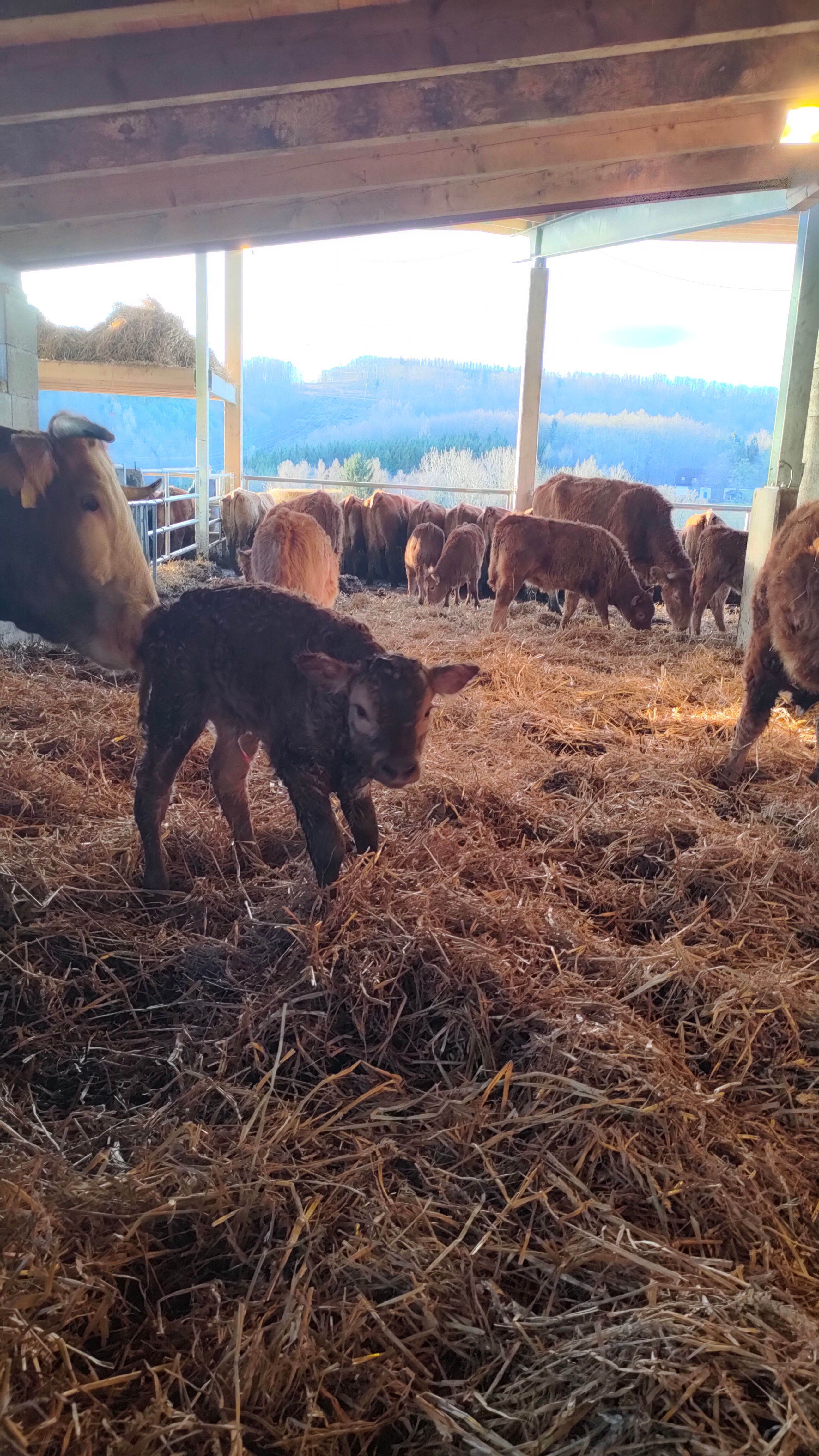 A newborn calf stands in the straw of an open barn, surrounded by other cows and calves, with a picturesque landscape in the background.