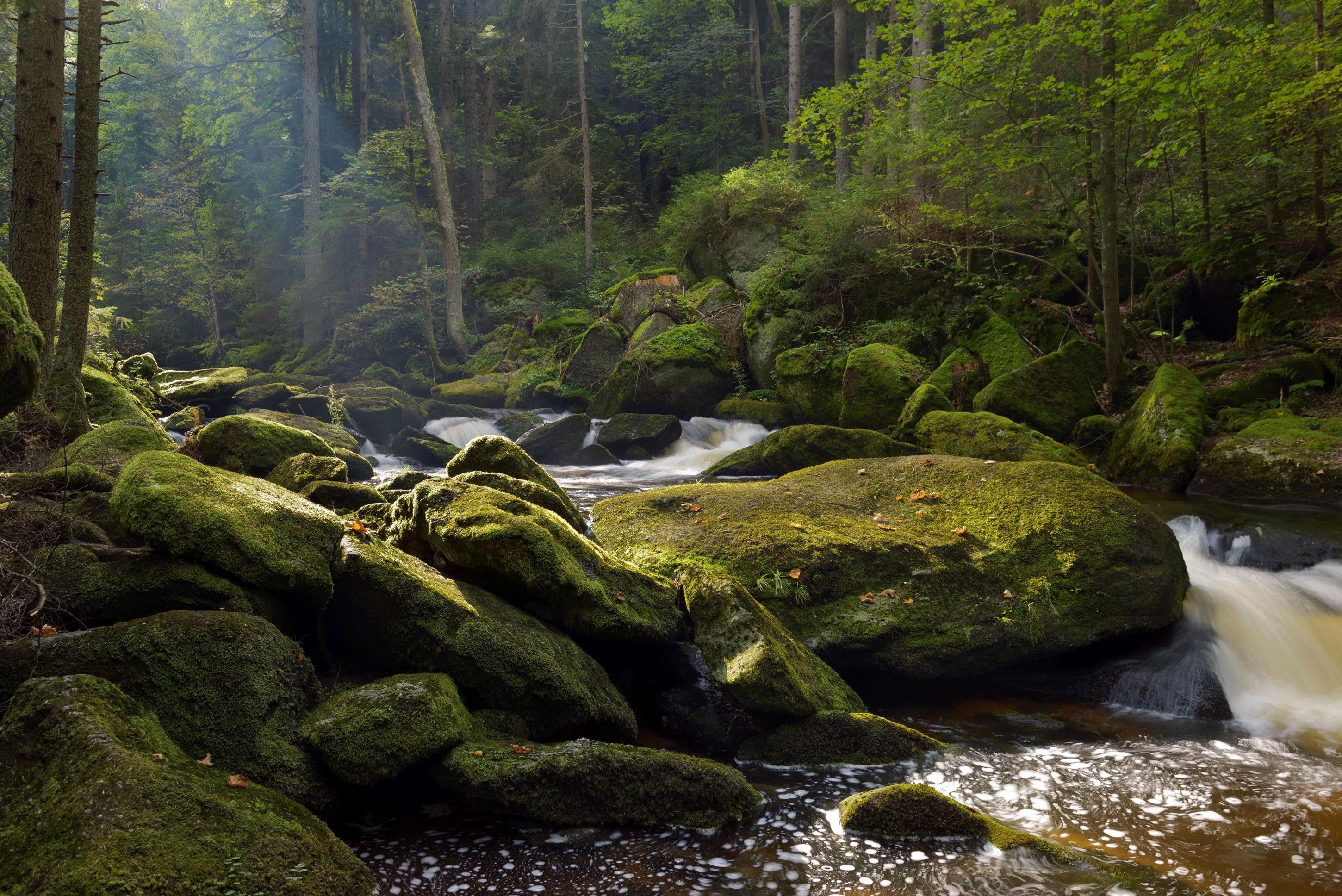 A wooded stream with moss-covered rocks and flowing water.