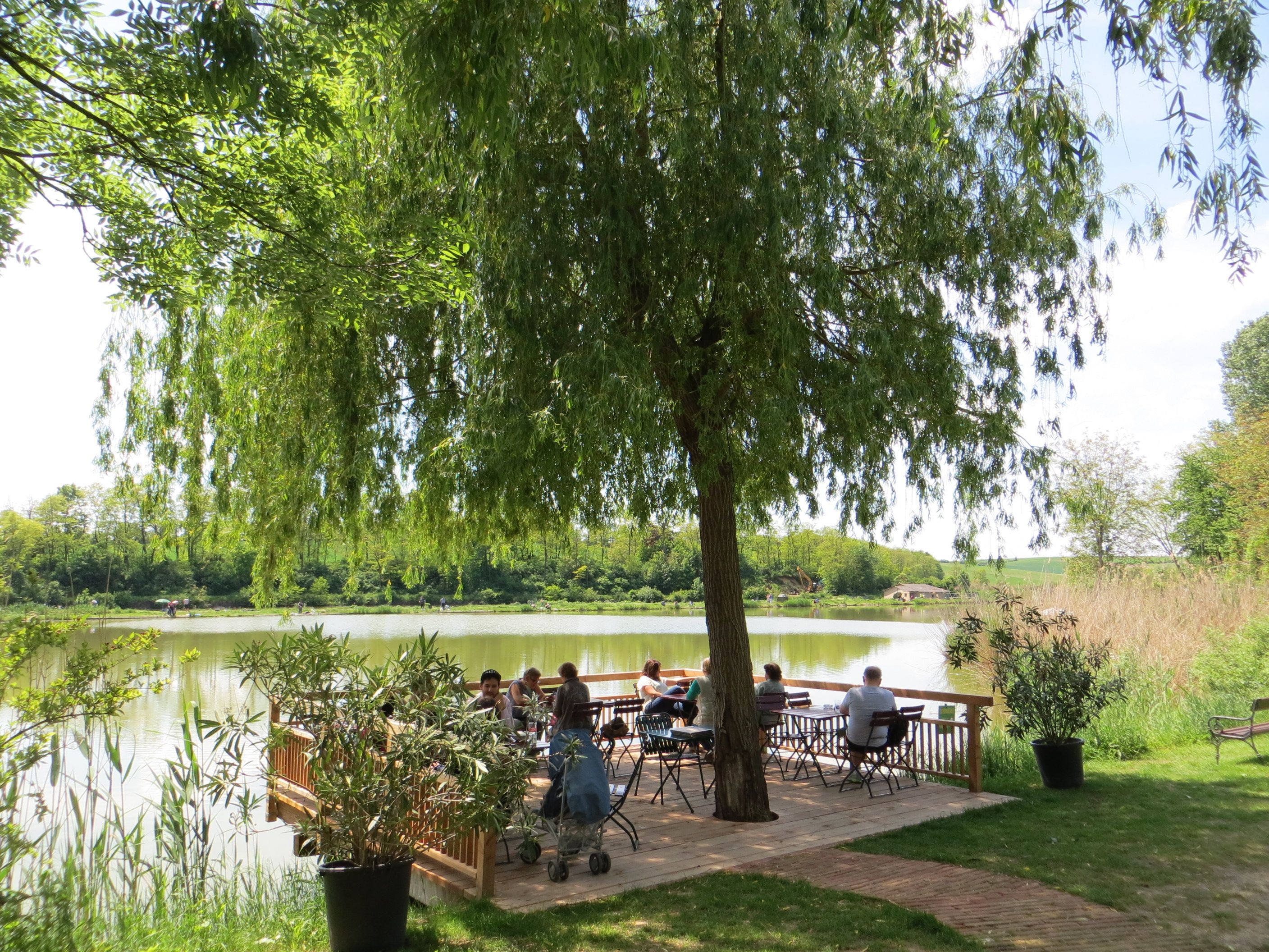 People sit on a terrace by a pond under a tree.