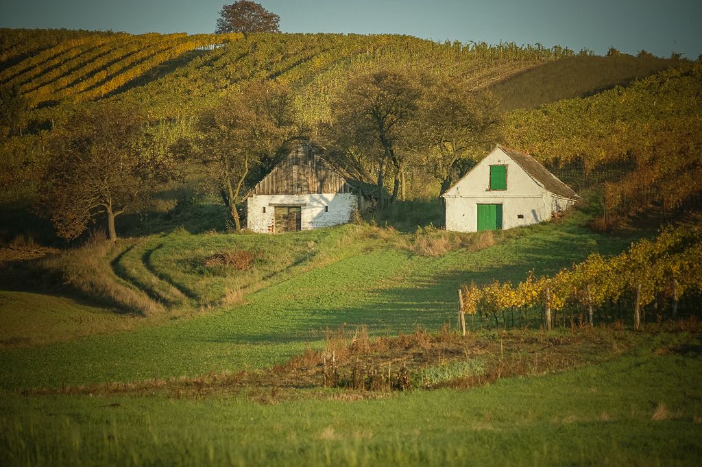 Two small white buildings surrounded by vineyards and green fields.
