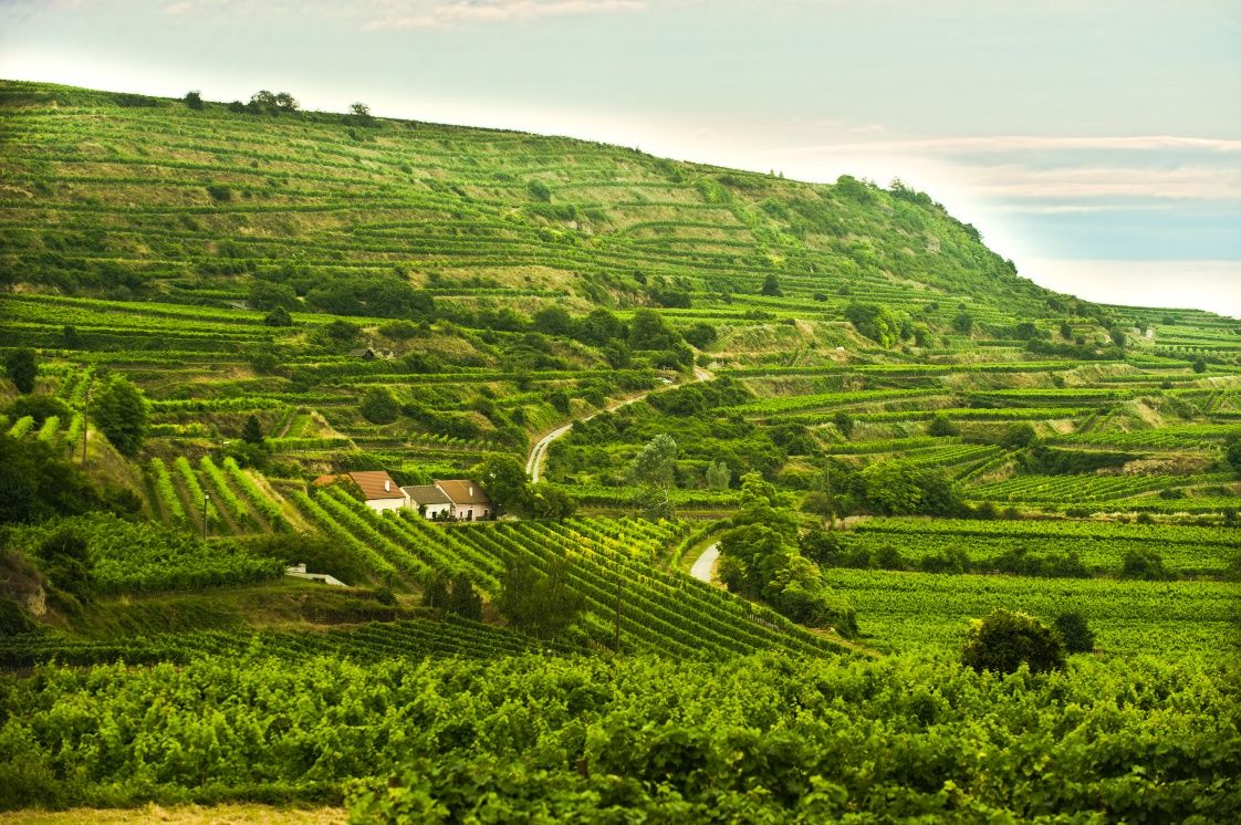 Wine terraces near Rohrendorf im Krems Valley ("Kremstal" in German)