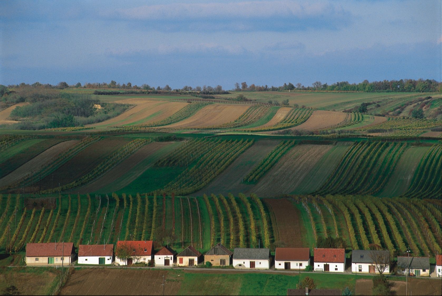 Vineyards with small houses in a wine cellar lane, surrounded by green fields and hills.