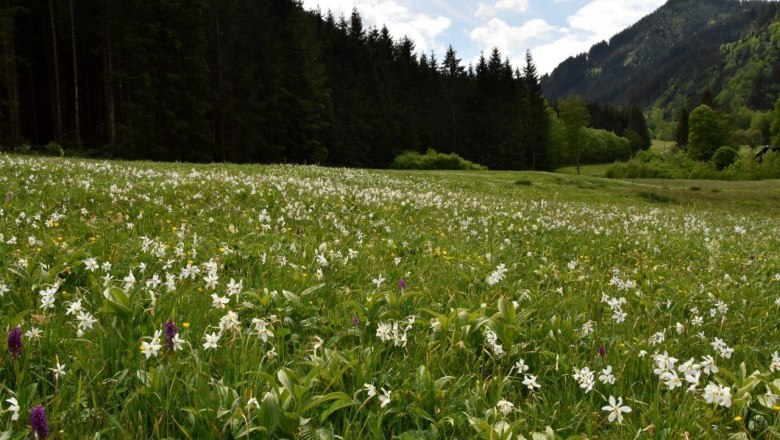 Buchmais show meadow near Göstling an der Ybbs, © David Bock