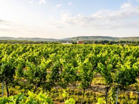 Winzerdorfweg, &copy; POV