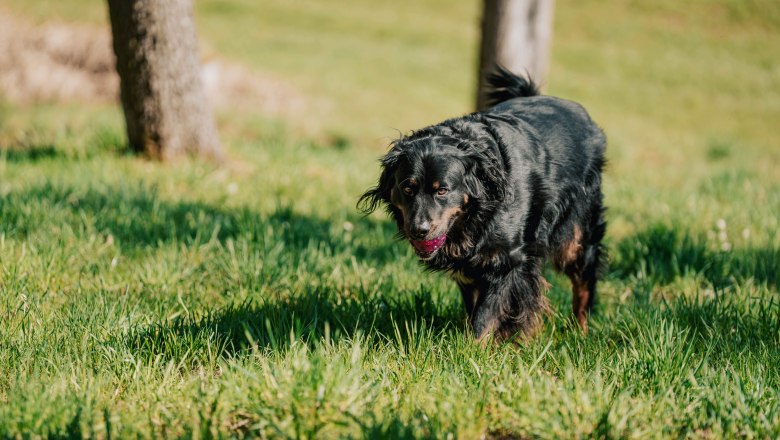Farm dog Pauli (1), &copy; MIKU.Media OG