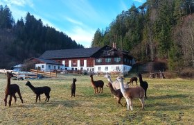 Alpacas at the Auszeithof, © Barbara Enk