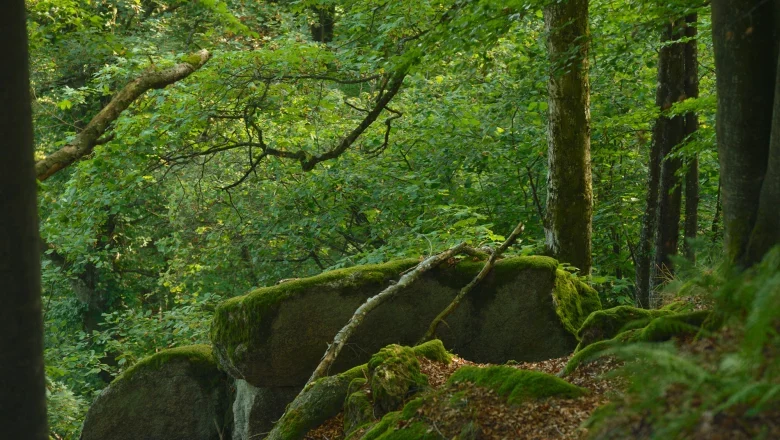 Moss-covered rocks in the dense forest of the Ysperklamm gorge.
