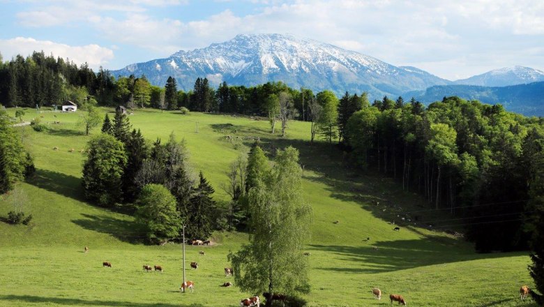 Green alpine meadow with cows and a snow-covered mountain in the background.