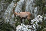 Alpine ibex on the Hohe Wand., © Niederösterreich Werbung/Christofer Kemperle